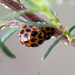 Harmonia conformis at Campbell, ACT - 22 Aug 2024 05:13 PM