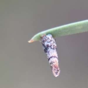 Psychidae (family) IMMATURE at Campbell, ACT - 22 Aug 2024