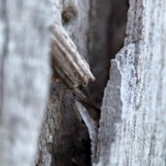 Clania ignobilis (Faggot Case Moth) at Campbell, ACT - 22 Aug 2024 by Hejor1