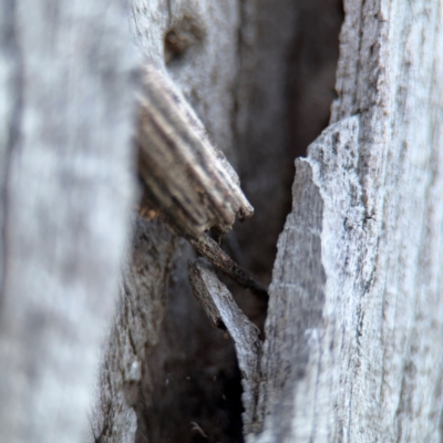 Clania ignobilis (Faggot Case Moth) at Campbell, ACT - 22 Aug 2024 by Hejor1