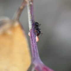 Coccidae sp. (family) at Campbell, ACT - 22 Aug 2024