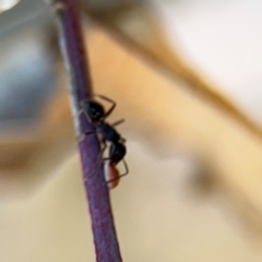 Coccidae sp. (family) at Campbell, ACT - 22 Aug 2024