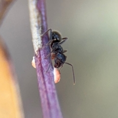 Formicidae (family) (Unidentified ant) at Campbell, ACT - 22 Aug 2024 by Hejor1