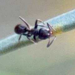 Anonychomyrma sp. (genus) (Black Cocktail Ant) at Campbell, ACT - 22 Aug 2024 by Hejor1