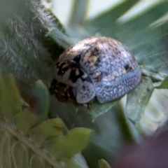 Paropsisterna m-fuscum (Eucalyptus Leaf Beetle) at Campbell, ACT - 22 Aug 2024 by Hejor1