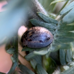 Paropsisterna m-fuscum at Campbell, ACT - 22 Aug 2024