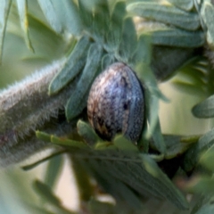 Paropsisterna m-fuscum at Campbell, ACT - 22 Aug 2024 04:39 PM