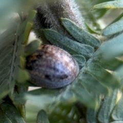 Paropsisterna m-fuscum at Campbell, ACT - 22 Aug 2024