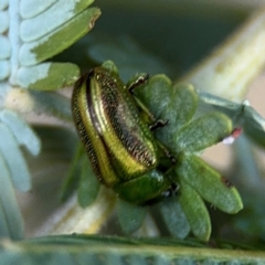 Calomela vittata (Acacia leaf beetle) at Campbell, ACT - 22 Aug 2024 by Hejor1