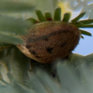 Paropsis atomaria at Campbell, ACT - 22 Aug 2024