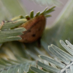 Paropsis atomaria at Campbell, ACT - 22 Aug 2024