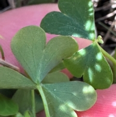 Oxalis rubens (Dune Wood-sorrel) at Seventeen Seventy, QLD - 22 Aug 2024 by lbradley