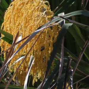 Livistona decora at Seventeen Seventy, QLD - 22 Aug 2024 01:38 PM