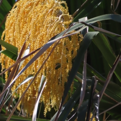 Livistona decora (Ribbon Fan Palm) at Seventeen Seventy, QLD - 22 Aug 2024 by lbradley