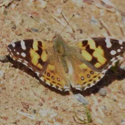 Vanessa kershawi (Australian Painted Lady) at Uriarra Village, ACT - 22 Aug 2024 by JohnBundock