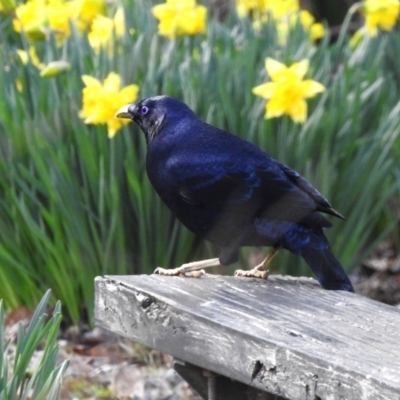 Ptilonorhynchus violaceus (Satin Bowerbird) at Uriarra Village, ACT - 22 Aug 2024 by JohnBundock