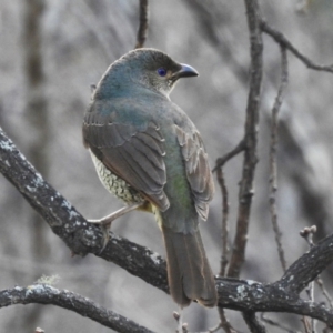 Ptilonorhynchus violaceus at Uriarra Village, ACT - 22 Aug 2024