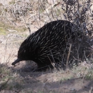 Tachyglossus aculeatus at Theodore, ACT - 21 Aug 2024