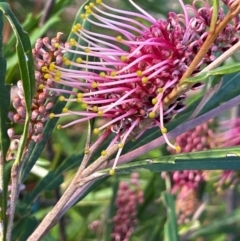 Grevillea aspleniifolia at Tianjara, NSW - 21 Aug 2024 by JaneR