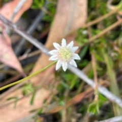 Actinotus forsythii at Tianjara, NSW - 21 Aug 2024 by JaneR