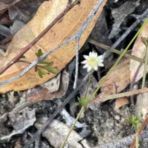 Actinotus forsythii at Tianjara, NSW - 21 Aug 2024 11:01 AM