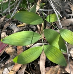 Eustrephus latifolius (Wombat Berry) at Tianjara, NSW - 21 Aug 2024 by JaneR