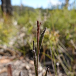 Scaevola ramosissima at Tianjara, NSW - 21 Aug 2024 11:38 AM