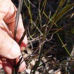 Scaevola ramosissima at Tianjara, NSW - 21 Aug 2024 11:38 AM
