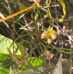 Cassytha glabella (Slender Devil's Twine) at Tianjara, NSW - 21 Aug 2024 by JaneR