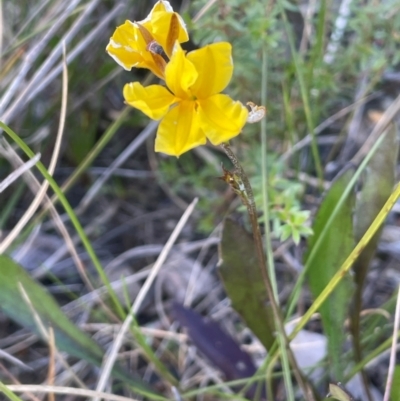 Goodenia bellidifolia at Tianjara, NSW - 21 Aug 2024 by JaneR