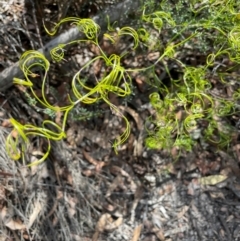 Caustis flexuosa (Curly Wigs) at Tianjara, NSW - 21 Aug 2024 by JaneR