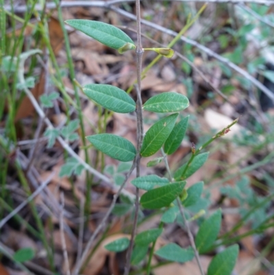 Bossiaea kiamensis at Tianjara, NSW - 21 Aug 2024 by RobG1