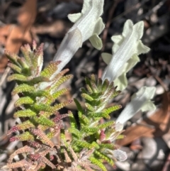 Chloanthes stoechadis at Tianjara, NSW - 21 Aug 2024 by JaneR