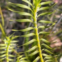 Lomandra obliqua (Twisted Matrush) at Tianjara, NSW - 21 Aug 2024 by JaneR