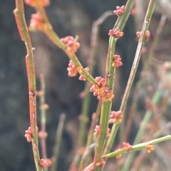 Amperea xiphoclada (Broom Spurge) at Tianjara, NSW - 21 Aug 2024 by JaneR