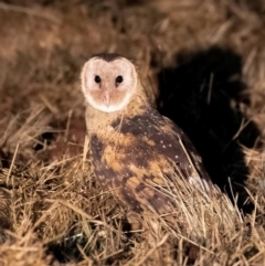 Tyto longimembris (Eastern Grass Owl) at Kairi, QLD - 29 Nov 2016 by MichaelBedingfield