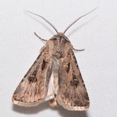 Agrotis munda (Brown Cutworm) at Jerrabomberra, NSW - 22 Aug 2024 by DianneClarke