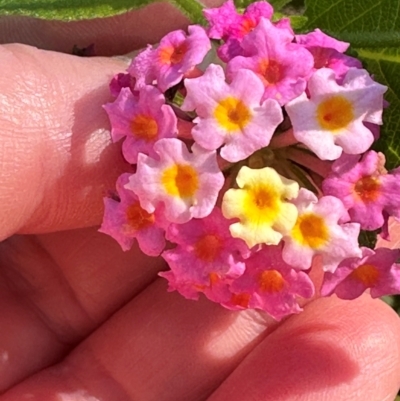 Lantana camara (Lantana) at Seventeen Seventy, QLD - 22 Aug 2024 by lbradley