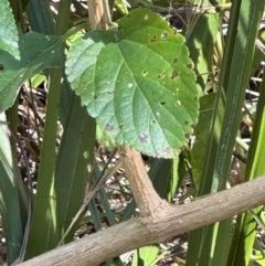 Lantana camara at Seventeen Seventy, QLD - 22 Aug 2024 01:01 PM