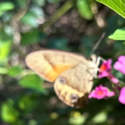 Hypocysta metirius (Brown Ringlet) at Seventeen Seventy, QLD - 22 Aug 2024 by lbradley