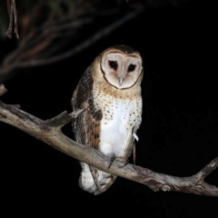 Tyto novaehollandiae (Masked Owl) at Wedderburn, NSW - 7 Aug 2016 by MichaelBedingfield