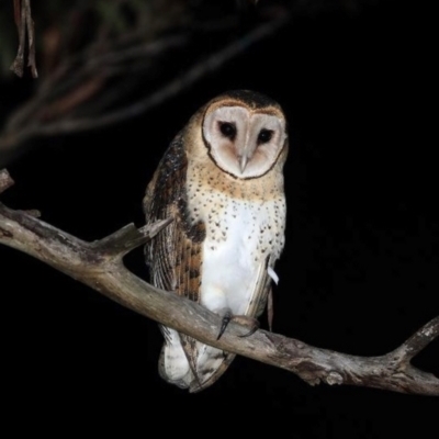 Tyto novaehollandiae (Masked Owl) at Wedderburn, NSW - 7 Aug 2016 by MichaelBedingfield