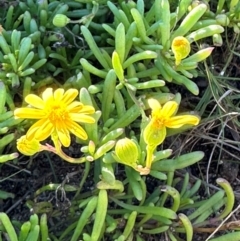 Senecio pinnatifolius var. pinnatifolius at Seventeen Seventy, QLD - 22 Aug 2024 by lbradley