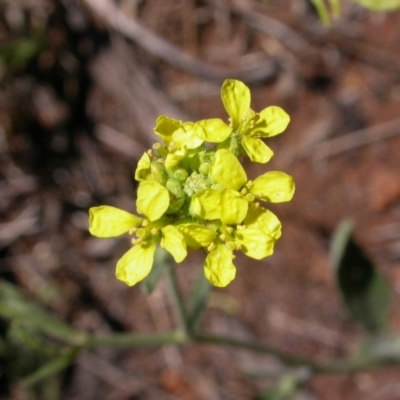 Hirschfeldia incana (Buchan Weed) at Hackett, ACT - 31 Jan 2013 by waltraud