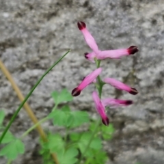 Fumaria muralis subsp. muralis (Wall Fumitory) at Mitchell, ACT - 22 Aug 2024 by trevorpreston