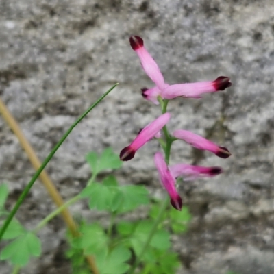 Fumaria muralis subsp. muralis (Wall Fumitory) at Mitchell, ACT - 22 Aug 2024 by trevorpreston