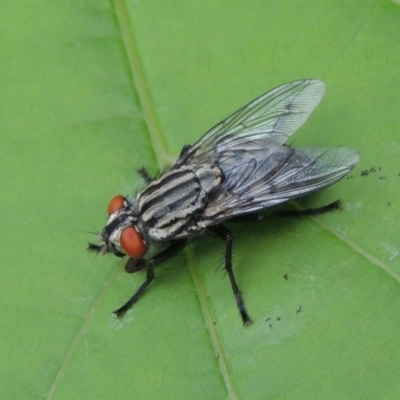 Sarcophagidae (family) (Unidentified flesh fly) at Conder, ACT - 11 Jan 2024 by MichaelBedingfield