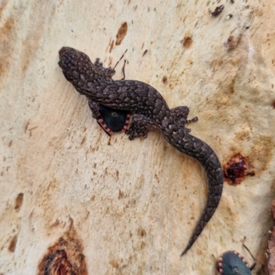 Christinus marmoratus (Southern Marbled Gecko) at Mitchell, ACT - 22 Aug 2024 by trevorpreston