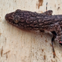 Christinus marmoratus at Mitchell, ACT - 23 Aug 2024