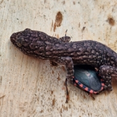 Christinus marmoratus at Mitchell, ACT - 23 Aug 2024